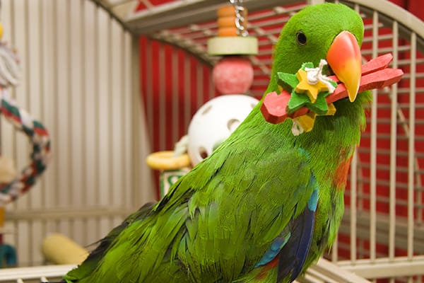 Birds sold at store petco